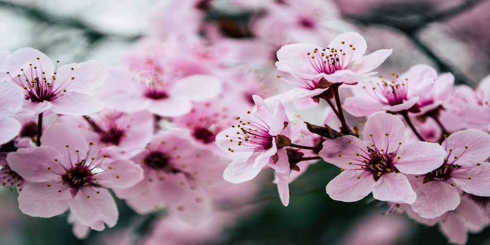 Colourful Flowers for Your Living Room